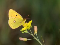 maudoc.com • Colias crocea •  IMG_3638.jpg   Colias crocea : Farfalla, Colias crocea