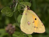 maudoc.com • Colias crocea •  IMG_3869.jpg   Colias crocea : Colias crocea, Farfalla