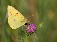 maudoc.com • Colias crocea •  IMG_4962.jpg   Colias crocea : Farfalla, Colias crocea