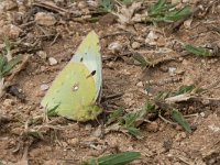 maudoc.com • Colias crocea •  IMG_5352.jpg   Colias crocea : Farfalla, Colias crocea