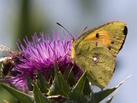 maudoc.com • Colias crocea •  IMG_6183.jpg   Colias crocea  Greece : Colias crocea, Farfalla