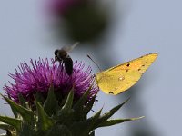 maudoc.com • Colias crocea •  IMG_6205.jpg   Colias crocea  Greece : Colias crocea, Farfalla