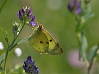 maudoc.com • Colias crocea •  IMG_6604.jpg   Colias crocea : Farfalla, Colias crocea