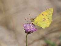 maudoc.com • Colias crocea •  IMG_7301.jpg   Colias crocea : Farfalla, Colias crocea