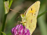 maudoc.com • Colias crocea •  IMG_7533.jpg   Colias crocea : Farfalla