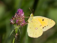 maudoc.com • Colias crocea •  IMG_7544.jpg   Colias crocea : Colias crocea, Farfalla