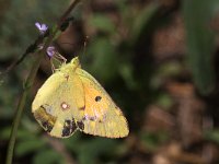 maudoc.com • Colias crocea •  IMG_8541.jpg   Colias crocea : Colias crocea, Farfalla