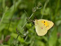 maudoc.com • Colias crocea •  IMG_8855.jpg   Colias crocea : Colias crocea, Farfalla