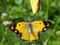 maudoc.com • Colias crocea •  IMG_8871.jpg   Colias crocea : Colias crocea, Farfalla