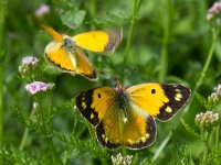 Colias crocea