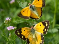 maudoc.com • Colias crocea •  IMG_8875.jpg   Colias crocea : Colias crocea, Farfalla