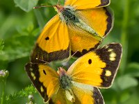 maudoc.com • Colias crocea •  IMG_8878.jpg   Colias crocea : Colias crocea, Farfalla