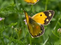 maudoc.com • Colias crocea •  IMG_8881.jpg   Colias crocea : Colias crocea, Farfalla