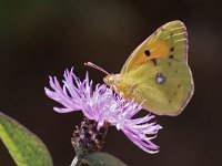 maudoc.com • Colias crocea •  IMG_8994.jpg   Colias crocea : Farfalla, Colias crocea