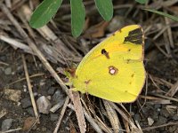 maudoc.com • Colias crocea •  IMG_9783.jpg   Colias crocea : Farfalla, Colias crocea