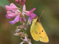 maudoc.com • Colias crocea •  IMG_9787.jpg   Colias crocea : Farfalla, Colias crocea