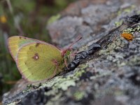 Colias phicomone