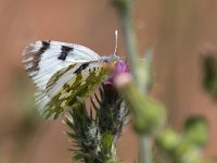 maudoc.com • Euchloe ausonia •  IMG_5466a.jpg   Euchloe ausonia : Farfalla, Pontia edusa