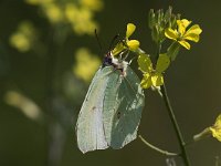 maudoc.com • Gonepteryx cleopatra •  IMG_6315b.jpg   Gonepteryx cleopatra : Farfalla