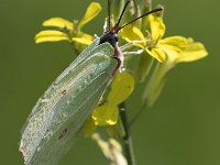 maudoc.com • Gonepteryx cleopatra •  IMG_6318.jpg   Gonepteryx cleopatra : Farfalla