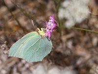 maudoc.com • Gonepteryx cleopatra •  IMG_7576.jpg   Gonepteryx cleopatra