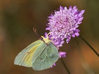 maudoc.com • Gonepteryx cleopatra •  IMG_7947.jpg   Gonepteryx cleopatra : Farfalla, Gonepteryx cleopatra