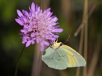 maudoc.com • Gonepteryx cleopatra •  IMG_7953.jpg   Gonepteryx cleopatra : Farfalla, Gonepteryx cleopatra