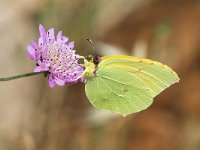 Gonepteryx cleopatra