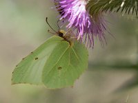 maudoc.com • Gonepteryx rhamni •  IMG_4796.jpg   Gonepteryx rhamni : Farfalla, Gonepteryx rhamni