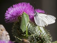 maudoc.com • Gonepteryx rhamni •  IMG_4833.jpg   Gonepteryx rhamni & Aporia crataegi, Lasiommata maera : Farfalla, Gonepteryx cleopatra, Aporia crataegi