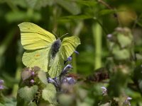 maudoc.com • Gonepteryx rhamni •  IMG_6697.jpg   Gonepteryx rhamni : Farfalla, Gonepteryx rhamni