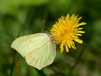 maudoc.com • Gonepteryx rhamni •  IMG_7920.jpg   Gonepteryx rhamni : Farfalla, Gonepteryx rhamni