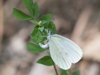 maudoc.com • Leptidea sinapis •  IMG_5345.jpg   Leptidea sinapis : Farfalla, Leptidea sinapis