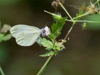 maudoc.com • Leptidea sinapis •  IMG_8353.jpg : Farfalla, Leptidea sinapis