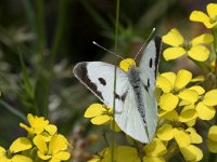 maudoc.com • Pieris brassicae •  IMG_5565a.jpg   Pieris brassicae : Farfalla, Pieris brassicae