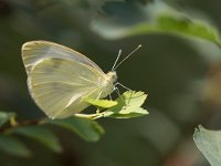 maudoc.com • Pieris brassicae •  IMG_5645.jpg   Pieris brassicae : Farfalla, Pieris brassicae