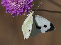 maudoc.com • Pieris brassicae •  IMG_7959.jpg   Pieris brassicae : Farfalla, Pieris brassicae