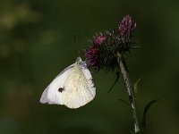 Pieris brassicae