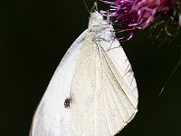 maudoc.com • Pieris brassicae •  IMG_8489.jpg   Pieris brassicae