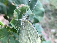 maudoc.com • Pieris brassicae •  IMG_9648.jpg   Pieris brassicae : Farfalla