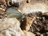 Pieris bryoniae