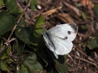 Pieris mannii