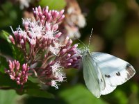 maudoc.com • Pieris napi •  IMG_0039.jpg   Pieris napi : Farfalla