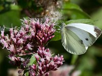 maudoc.com • Pieris napi •  IMG_0053.jpg   Pieris napi : Farfalla