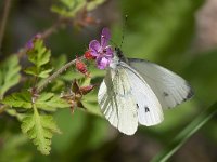 maudoc.com • Pieris napi •  IMG_0626.jpg   Pieris napi : Farfalla, Pieris napi, bosco