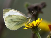 maudoc.com • Pieris napi •  IMG_0979.jpg   Pieris napi : Farfalla, Pieris napi