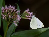 maudoc.com • Pieris napi •  IMG_1510.jpg   Pieris napi