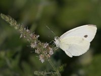 Pieris napi