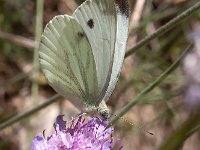 maudoc.com • Pieris napi •  IMG_4373.jpg   Pieris napi