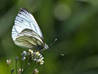 maudoc.com • Pieris napi •  IMG_5099.jpg   Pieris napi : Farfalla